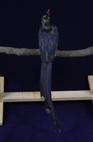 臺灣藍鵲藏品圖，第13張